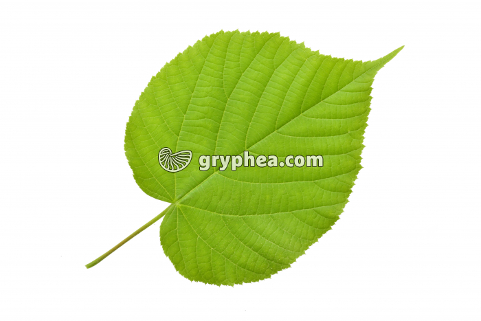 Tilleul à grandes feuilles - feuille (Tilia grandifolia) - gryphea.com